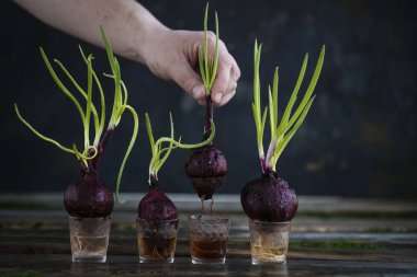 adam el Filiz soğan evde tutar. Bir kapsayıcı arazi soğan ile yerleştirmiş. Gemi soğan büyüyecek su ile kapatın. Yay, genç Yeşil ok