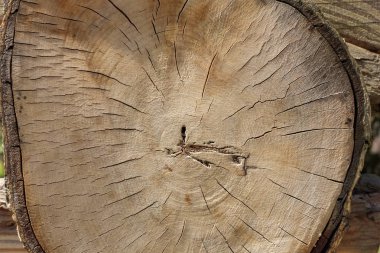 yaşlı bir ağaç kesme. kesit