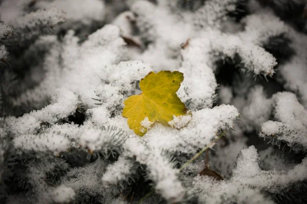 Gelbes Blatt Auf Den Schneebedeckten Zweigen Der Fichte Hintergrund — Stockfoto