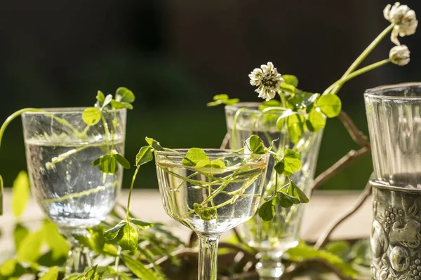 Grüne Sprossen Glasbechern Mit Wasser Auf Dem Tisch Dunkler Hintergrund — Stockfoto