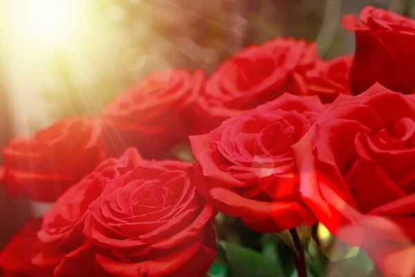 Kaunis Punaisia Ruusuja Puutarhassa Säde Lämmin Aurinko Onnittelukortti — kuvapankkivalokuva