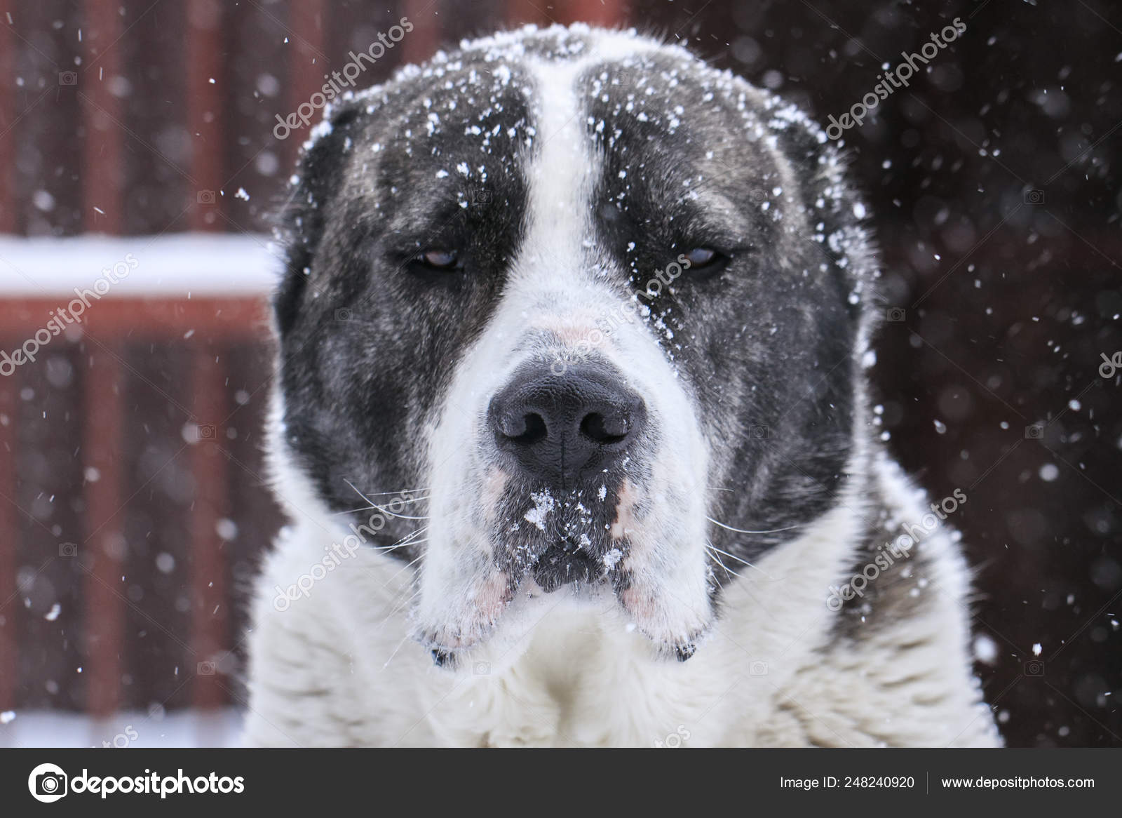 알라바이 배경에 아시아 양치기 초상화입니다 클로즈업 — 스톡 사진 © Art_rich #248240920