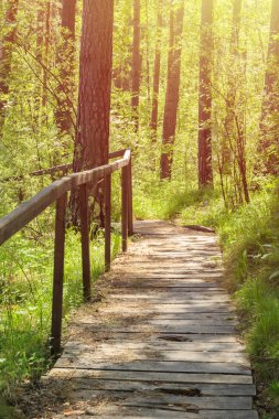 Sibirya ormanında tahta yol. Ormanın ortasındaki köprü. Sıcak yaz günü