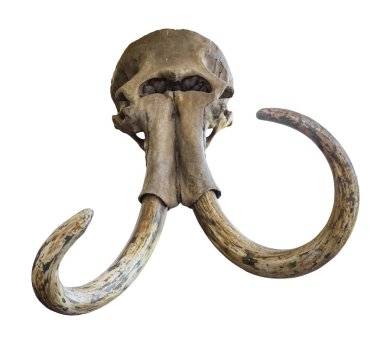 Beyaz bir arka plan bir mamut başkanı Antik kafatası. yalıtılmış nesne