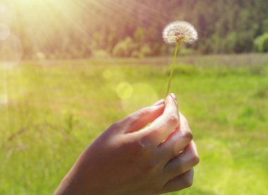 El doğa arka planı beyaz kabarık karahindiba çiçek tutar. Sun Ray. Güzel sakin doğanın huzurlu bir an temsil eder. Kopya alanı