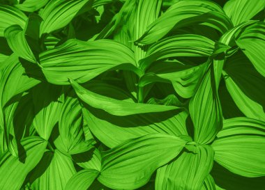 Yeşil doku arka plan, yanlış Karaca ot zehirli bitki yaprakları