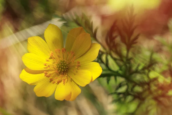 Жёлтый Цветок Лучами Яркого Солнца Закрывается Летом Ranunculus Acris Копировальное — стоковое фото