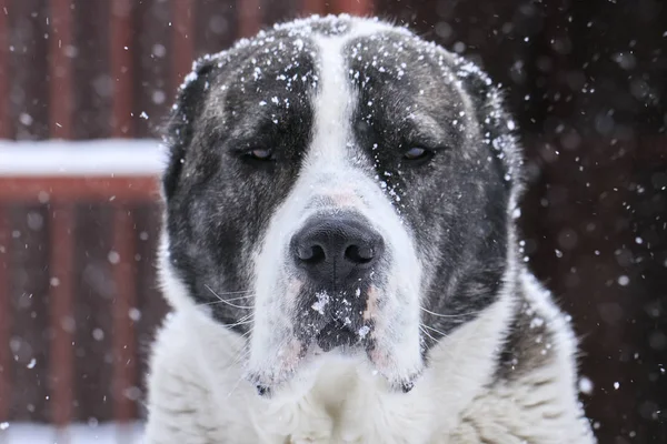 Alabai, veya kar arka plan üzerinde Orta Asya çoban. Portre. Yakın çekim