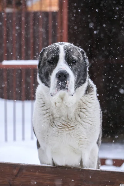 Herdehund Valpar Eller Central Asiatiska Herde Bakgrunden Snö Närbild — Stockfoto