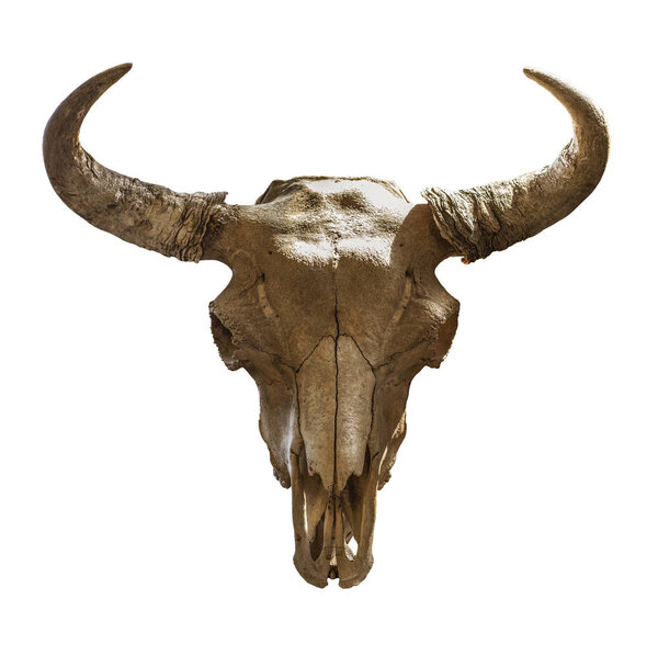 skull bison head on a white background. Isolated object