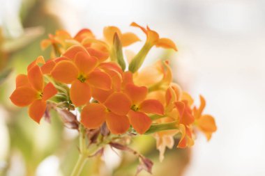 Güzel Kalanchoe turuncu renk, herhangi bir amaç için büyük tasarım. Kopyalama alanı
