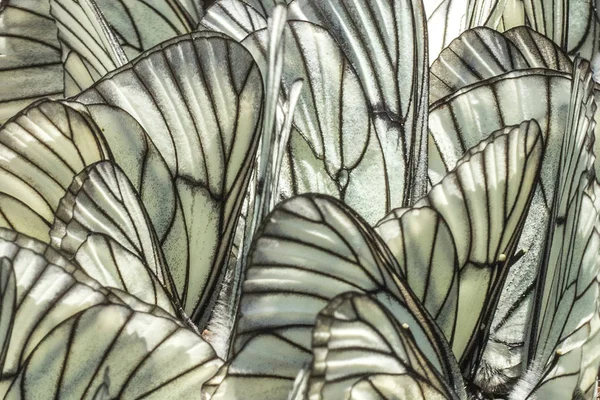 Zwarte Witte Vlinders Textuur Close — Stockfoto