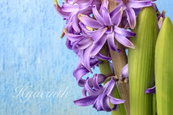 Hyacinth Purple Flowers Green Leaves Isolated Blue Background — Stock Photo, Image