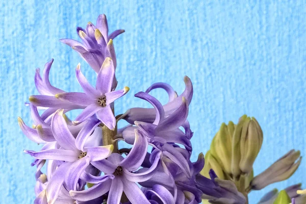 Jácint Lila Virágok Zöld Levelek Izolált Kék Háttér Lemezterület Másolása — Stock Fotó