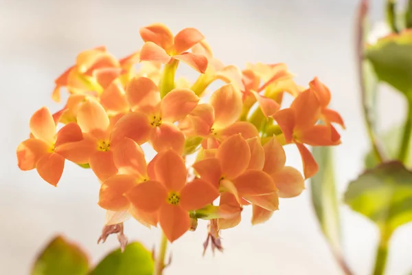 Floral Background Kalanchoe Orange Color Great Design Any Purpose Toning — Stock Photo, Image