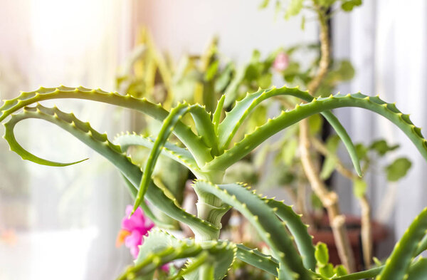 Home plant aloe vera green plant. Aloe vera bud. Natural cosmetic background. Copy space