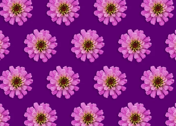 Modello Colorato Fiori Rosa Uno Sfondo Viola Splendido Fiore — Foto Stock