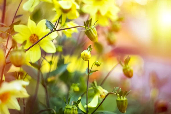 Гауссово Пятно Цветочный Фон Желтые Цветы — стоковое фото