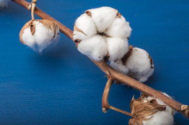 Mavi arka planda pamuk çiçekler. Yakından kapatın. Kopyalama alanı