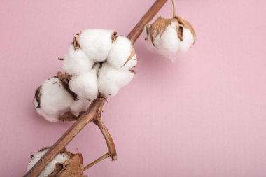 Pembe arka planda pamuk çiçekler. Kopyalama alanı