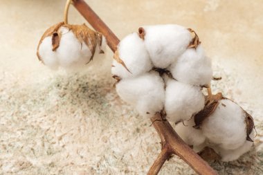 Dokusal bir arka plan üzerinde pamuk çiçekler. Yakından kapatın. Kopyalama alanı