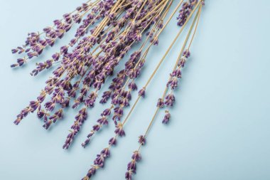 Mavi arka planda lavanta çiçekleri. Kopya alanı. Tonlama