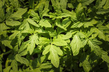 Domates fidesi. Tarım için büyüyen bitkiler. Pencere nin üzerinde ilk fideler. Arka Plan Dokusu