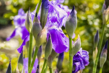 Güneşli bir günde çiçek açan iris çiçekleri tomurcukları. Yaz geçmişi. Kopyalama alanı