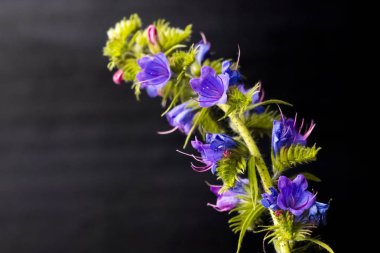 Ayrıntılı doku ile siyah bir arka plan üzerinde mavi çiçekler güzel sapı. Kopyalama alanı