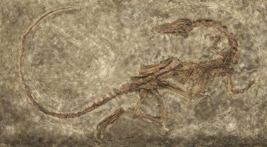 Etobur dinozor Zelovitis. Triyas dönemi. Abd, New Mexico