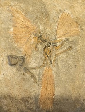 Archeopteryx'in alçısı, güvercin büyüklüğünde kertenkele. Yeryüzündeki kuşların atası. Geç Jura