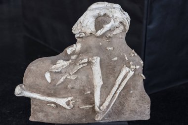 Diniktis, Nimravid ailesinin nesli tükenmiş bir temsilcisidir. Abd Güney Dakota