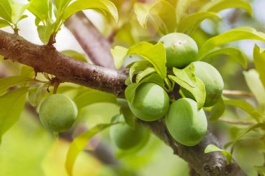 Yeşil erik yetiştiriyoruz, sabahın erken saatlerinde bahçede dallarında asılı lar. Kopyalama alanı