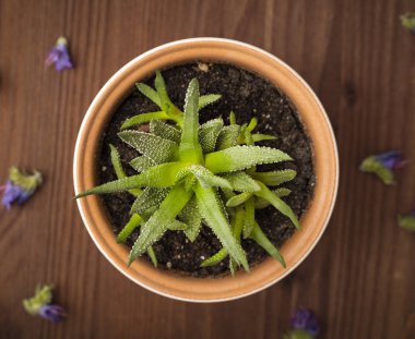 ahşap bir arka plan üzerinde bir ev bitki ile pot. Üstte görüntü