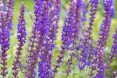 Çiçek açan adaçayı meşe ormanı, orman. Salvia nemorosa. Bahçıvanlık kavramı. Arka plan