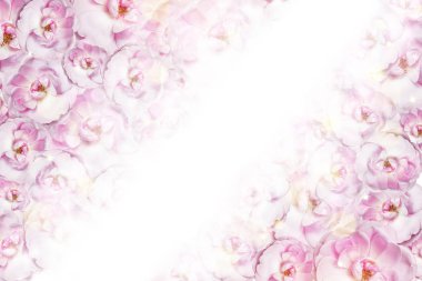 Metin için alan ile pembe şakayık hassas arka plan. Üst görünüm, düz yatıyordu. Kopya alan Doğum günü, anne, sevgililer, kadın, düğün günü kavramı