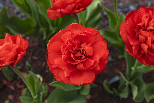 Linda Flor Tulipa Vermelha Floresce Jardim Vista Superior — Fotografia de Stock