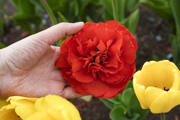 Mão Agricultor Segurando Uma Bela Flor Uma Tulipa Vermelha Florescendo — Fotografia de Stock