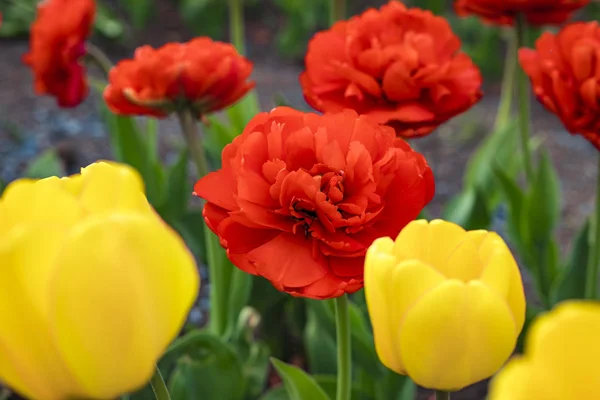 Fundo Floral Tulipas Vermelho Amarelo Flores Florescendo Jardim — Fotografia de Stock