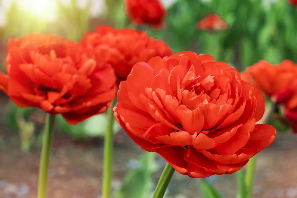 Tulipas Vermelhas Florescem Jardim Fecha Fundo Floral Tonificação — Fotografia de Stock