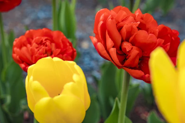 Tulipas Vermelhas Amarelas Florescem Jardim Fundo Flor — Fotografia de Stock