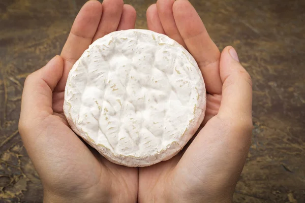 Cheese with white mold in the hands of cheese makers. Snack to wine. Dark background. Snack to wine. Copy space