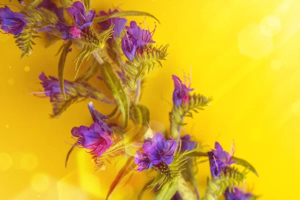 Красивые Цветы Желтом Фоне Шаблон Поздравительных Открыток Свадебных Приглашений Пространство — стоковое фото