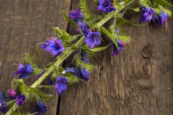 Beautiful stem of blue flowers on a wooden table. Copy space
