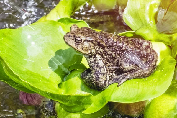 Frog Sits Leaves Lily Raindrops Sunny Day Copy Space — Stock Photo, Image