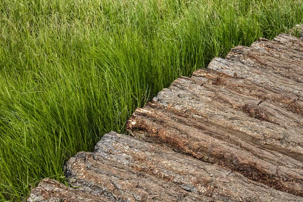 コピースペースを持つ背の高い草を通る木製の道路の一部 背景テクスチャ — ストック写真
