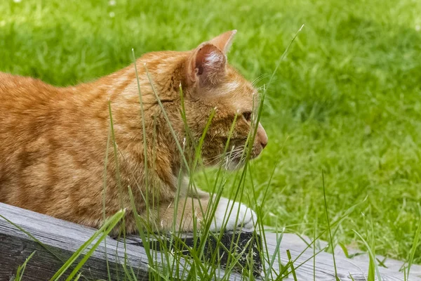 Gato Rojo Descansando Sobre Una Escalera Madera Jardín Sobre Fondo — Foto de Stock