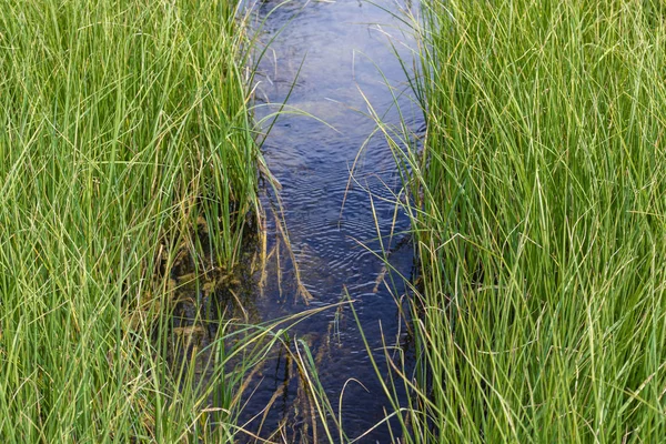 stream of pure water in nature flows between high grass. Background Texture