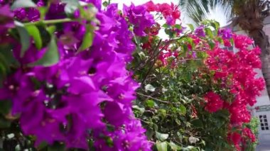 Güneşli bir günde Bougainvillea çiçek