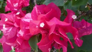 Güneşli bir günde Bougainvillea çiçek
